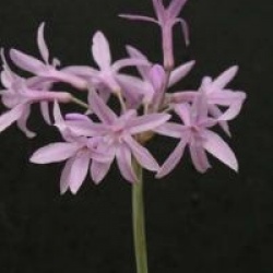 Tulbaghia violacea 'Silver Lace'
