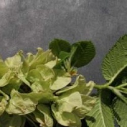 Ulmus glabra 'Camperdownii' - Orme pleureur