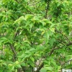 Ulmus x hollandica 'Jacqueline Hillier'