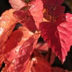 Viburnum bracteatum - Viorne � grandes bract�es