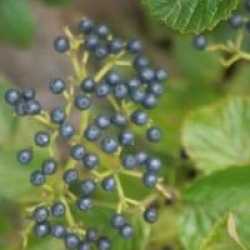 Viburnum bracteatum