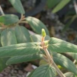 Viorne � feuilles de buddleja