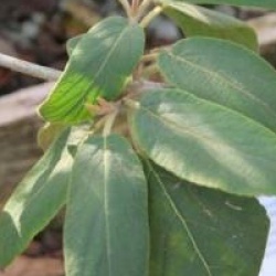 Viburnum buddlejifolium