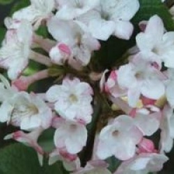 Viburnum carlesii 'Diana'