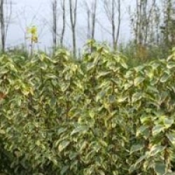 Aristotelia chinensis 'Variegata'