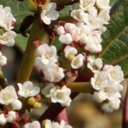 Viorne cinnamomifolium