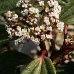 Viburnum cinnamomifolium