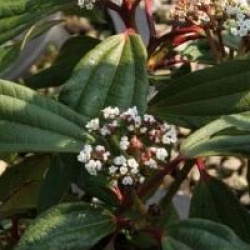 Viburnum cinnamomifolium