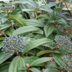 Viburnum davidii 