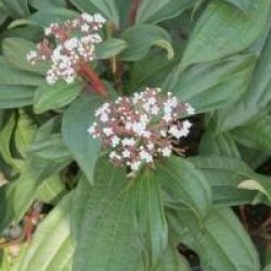 Viburnum davidii 