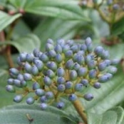 Viburnum davidii 