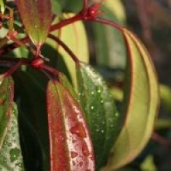 Viorne davidii � petites feuilles