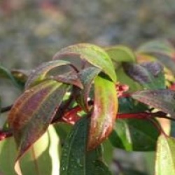 Viburnum davidii 'Angustifolia'