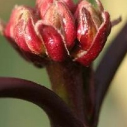 Viburnum davidii 'Angustifolia'