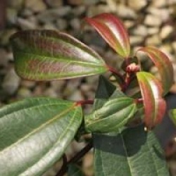 Viburnum davidii 'Angustifolia'