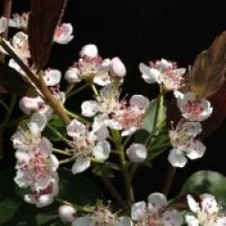 Aronia melanocarpa 'Autumn Magic'