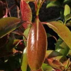 Viburnum japonicum - Viorne du Japon