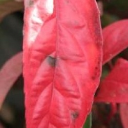 Viburnum 'Le Bois Marquis' cov - Viorne Bois Marquis