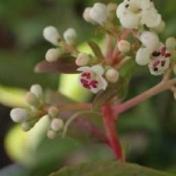 Viburnum 'Le Bois Marquis' cov