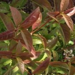 Viburnum 'Le Bois Marquis' cov