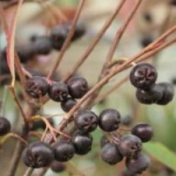 Aronia x prunifolia 'Brillant'