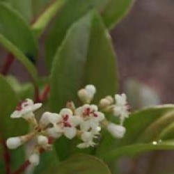 Viburnum 'Le Bois Marquis' cov