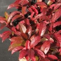 Viburnum 'Le Bois Marquis' cov