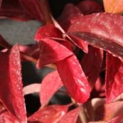 Viburnum 'Le Bois Marquis' cov