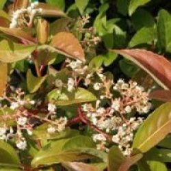 Viburnum 'Le Bois Marquis' cov