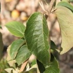 Viorne boule de neige de Chine