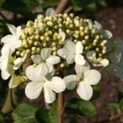 Viburnum macrocephalum 