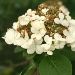 Viburnum macrocephalum 