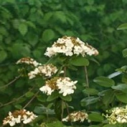 Viburnum macrocephalum 