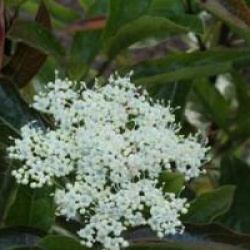 Viburnum nudum 'Pink Beauty'