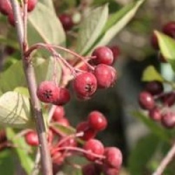 Aronia x prunifolia 'Brillant'