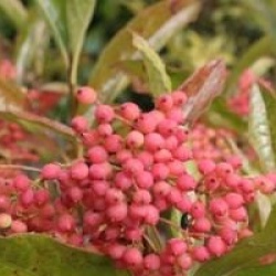 Viburnum nudum 'Pink Beauty'