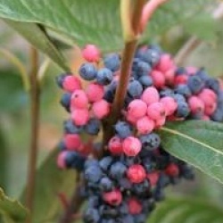 Viburnum nudum 'Pink Beauty'