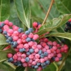 Viburnum nudum 'Pink Beauty' - Viorne Pink Beauty