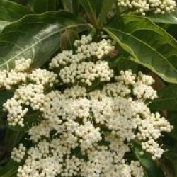 Viburnum nudum 'Pink Beauty'