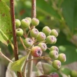 Aronia x prunifolia 'Viking'