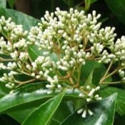 Viorne odoratissimum