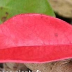 Viburnum odoratissimum