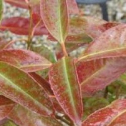 Viburnum odoratissimum