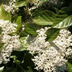 Viburnum odoratissimum