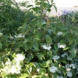 Viburnum odoratissimum