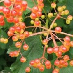 Viburnum opulus 'Compactum' - Viorne � fruits rouges