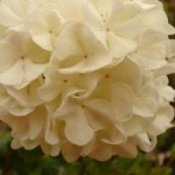 Viburnum opulus 'Roseum'