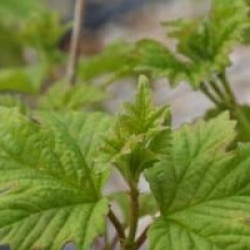 Viburnum opulus 'Roseum'