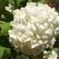 Viburnum opulus 'Roseum'
