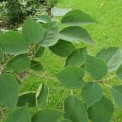 Broussonetia papyrifera 